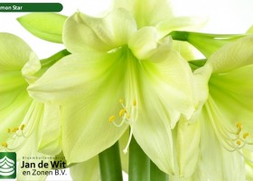 hippeastrum Lemon Star ® (2)